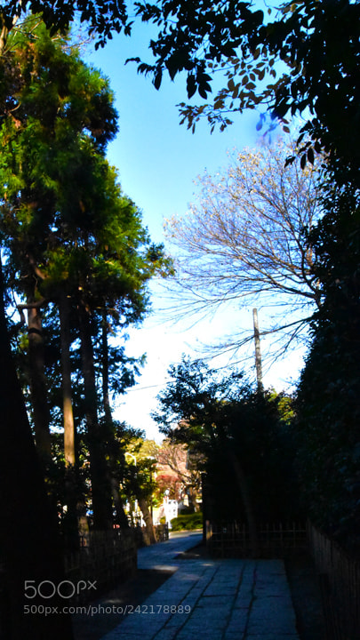 Nikon D5600 sample photo. 63.jpg photography