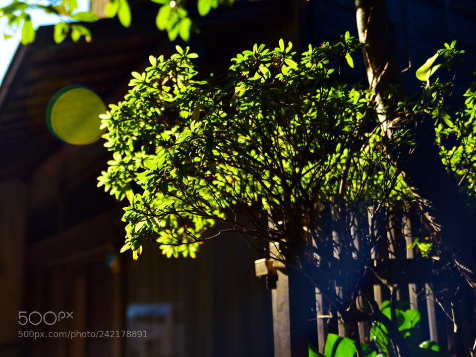 Nikon D5600 sample photo. 66.jpg photography