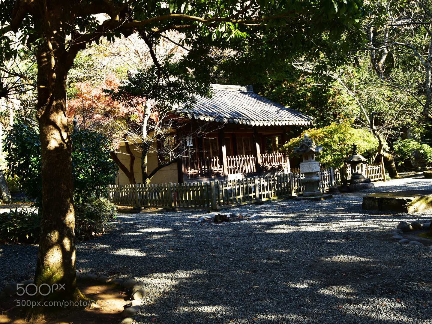 Nikon D5600 sample photo. 86.jpg photography