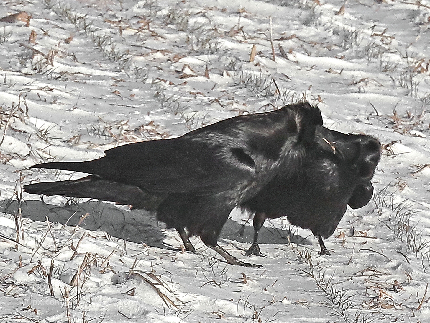 Canon EOS 7D Mark II sample photo. Kiss of the raven photography