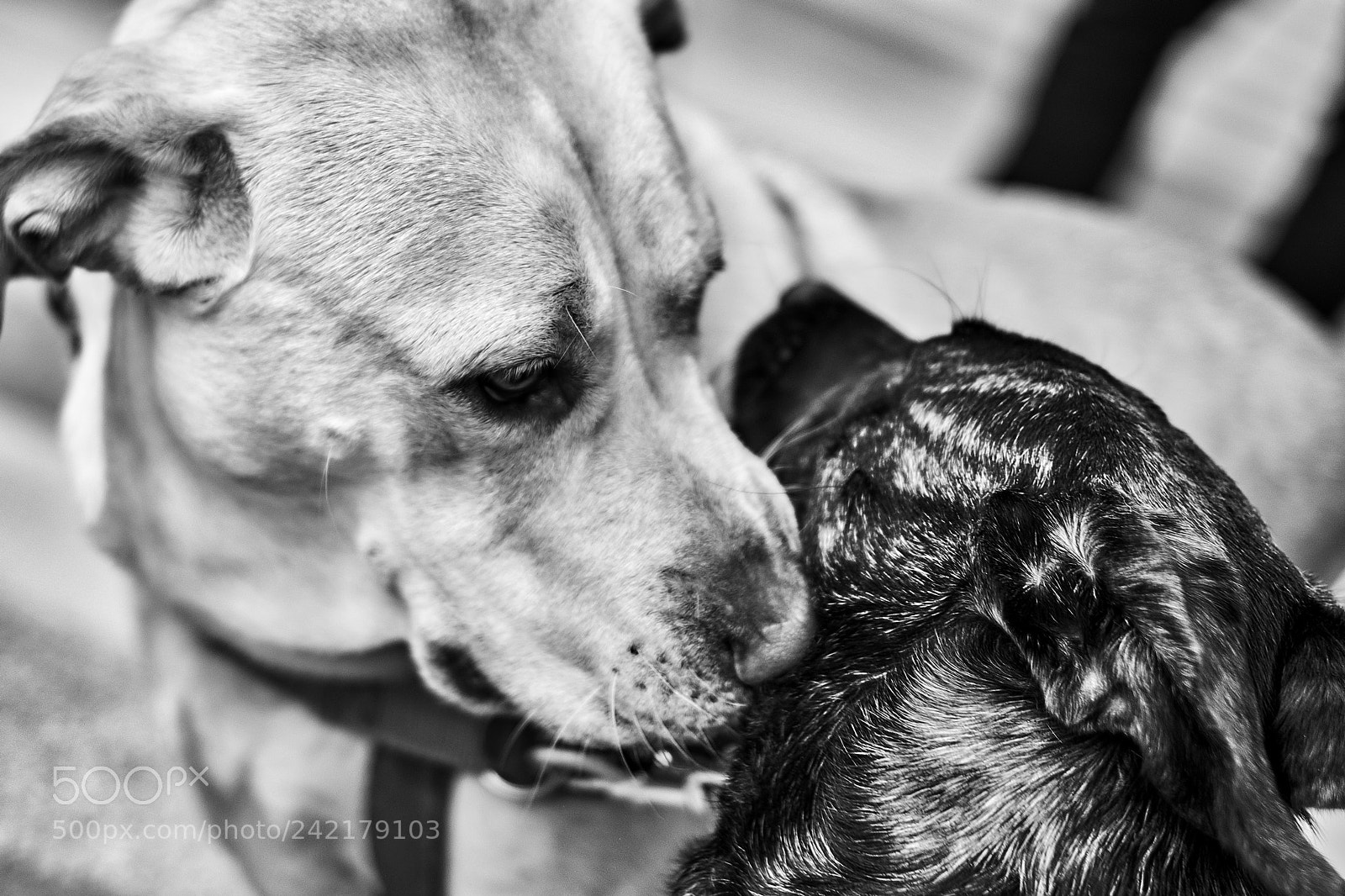 Fujifilm X-T20 sample photo. Friendship photography