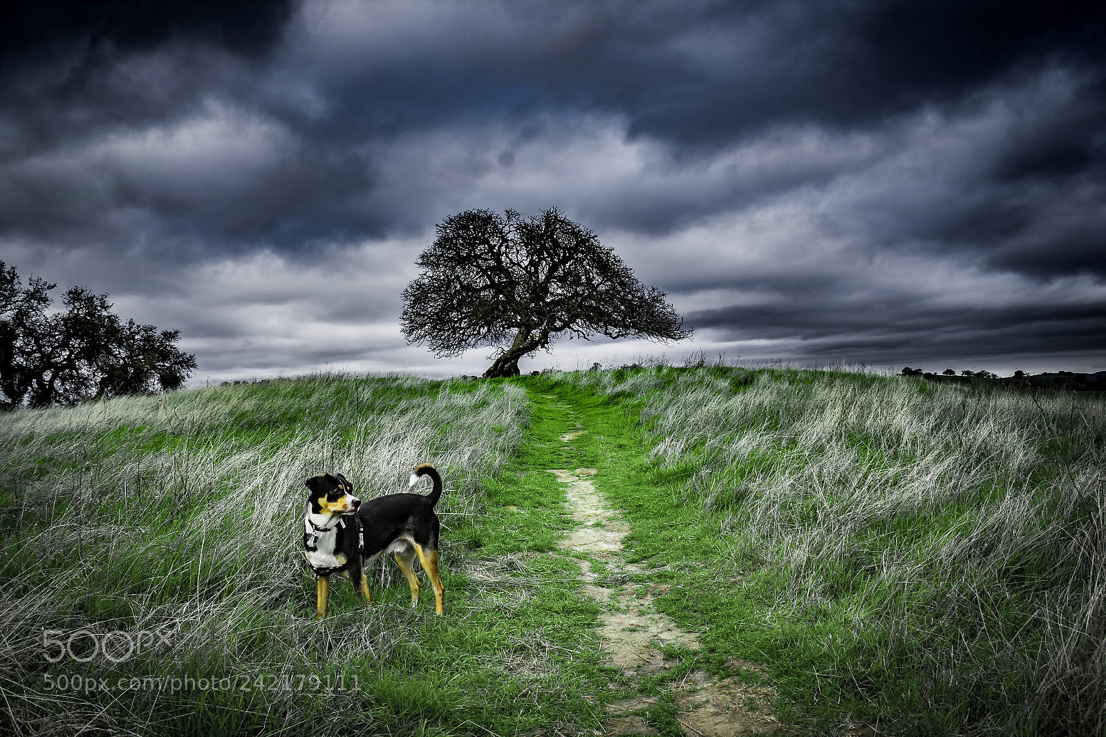 Nikon D3400 sample photo. Dogs life photography