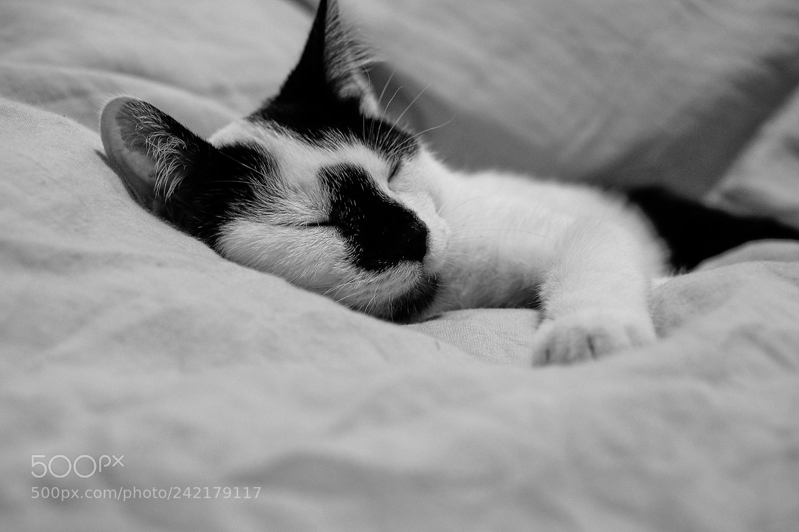Fujifilm X-T20 sample photo. Sweet dreams photography