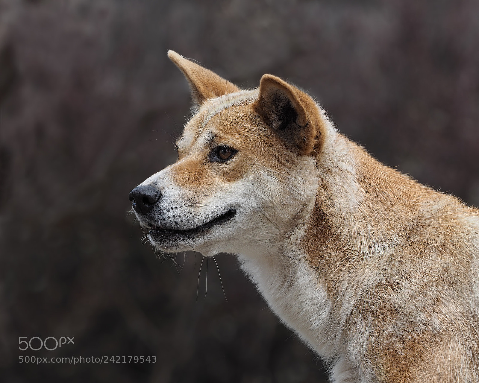 Olympus OM-D E-M1 sample photo. Dingo photography