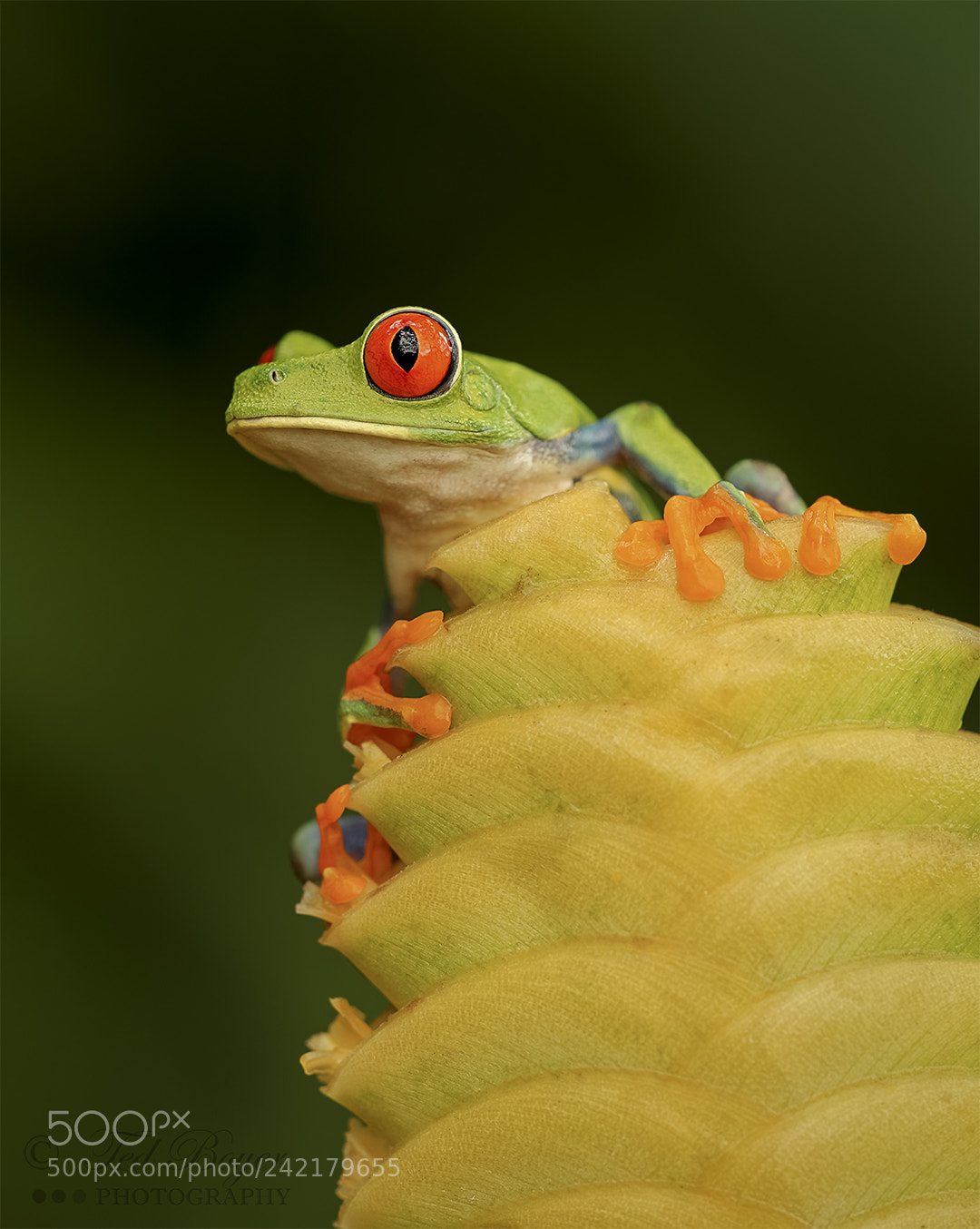 Nikon D800E sample photo. Red-eyed perch photography