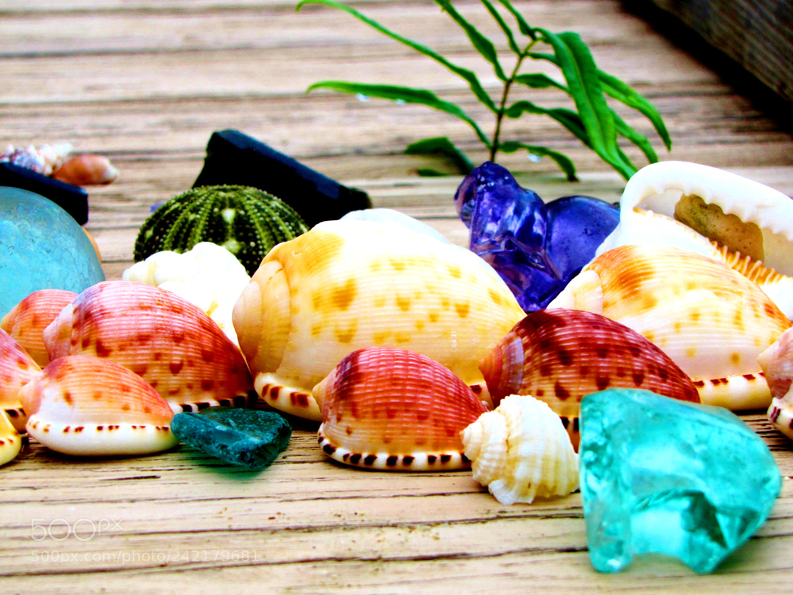 Canon PowerShot SX20 IS sample photo. Shells photography