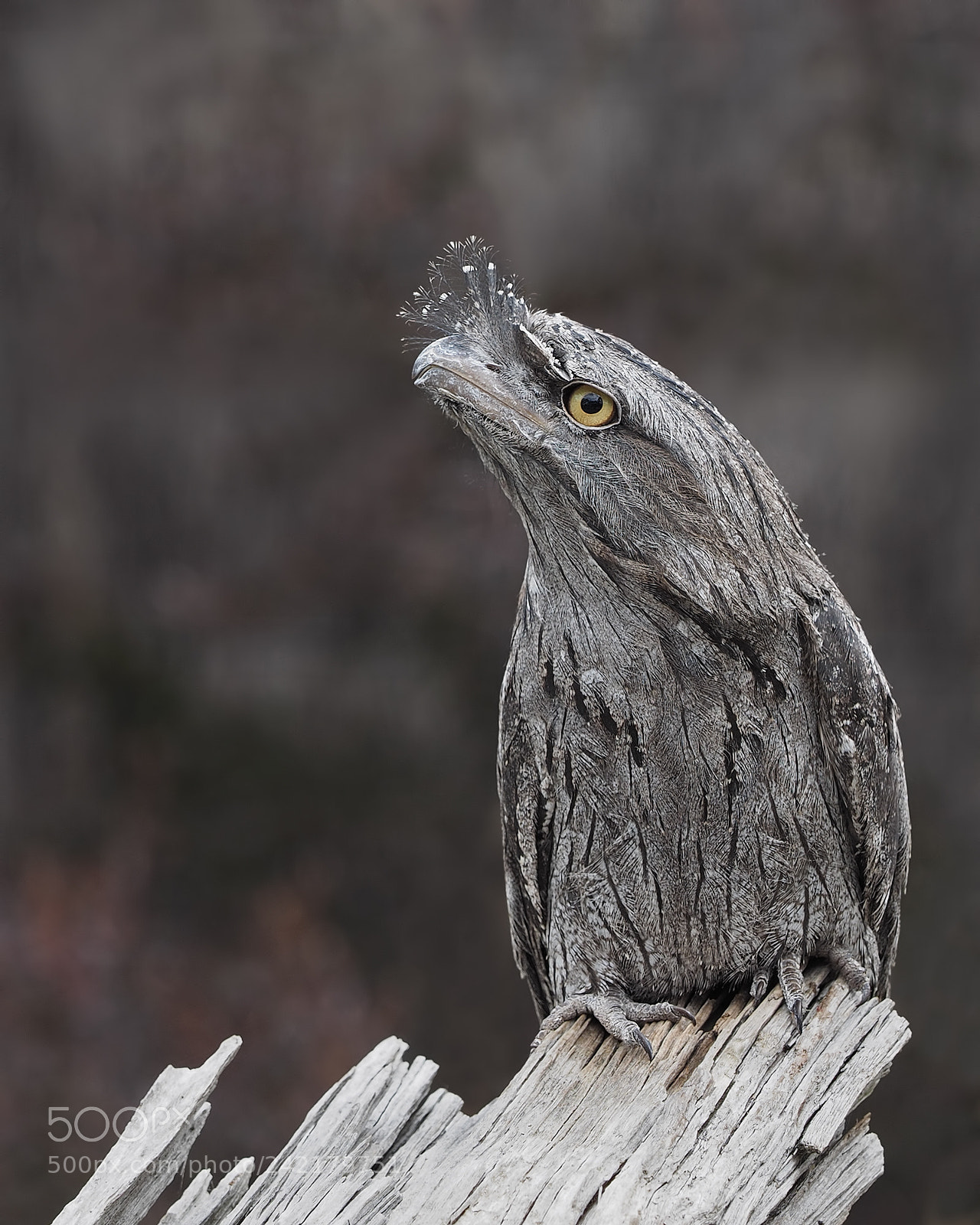 Olympus OM-D E-M1 sample photo. Tawny frogmouth photography