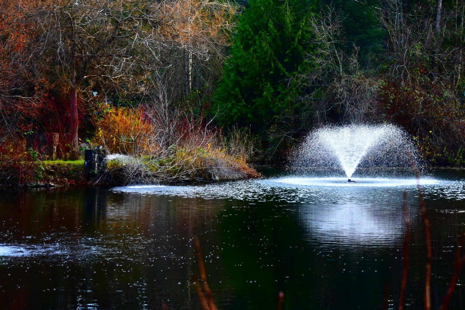 Nikon D3400 sample photo. Mirror pond. photography