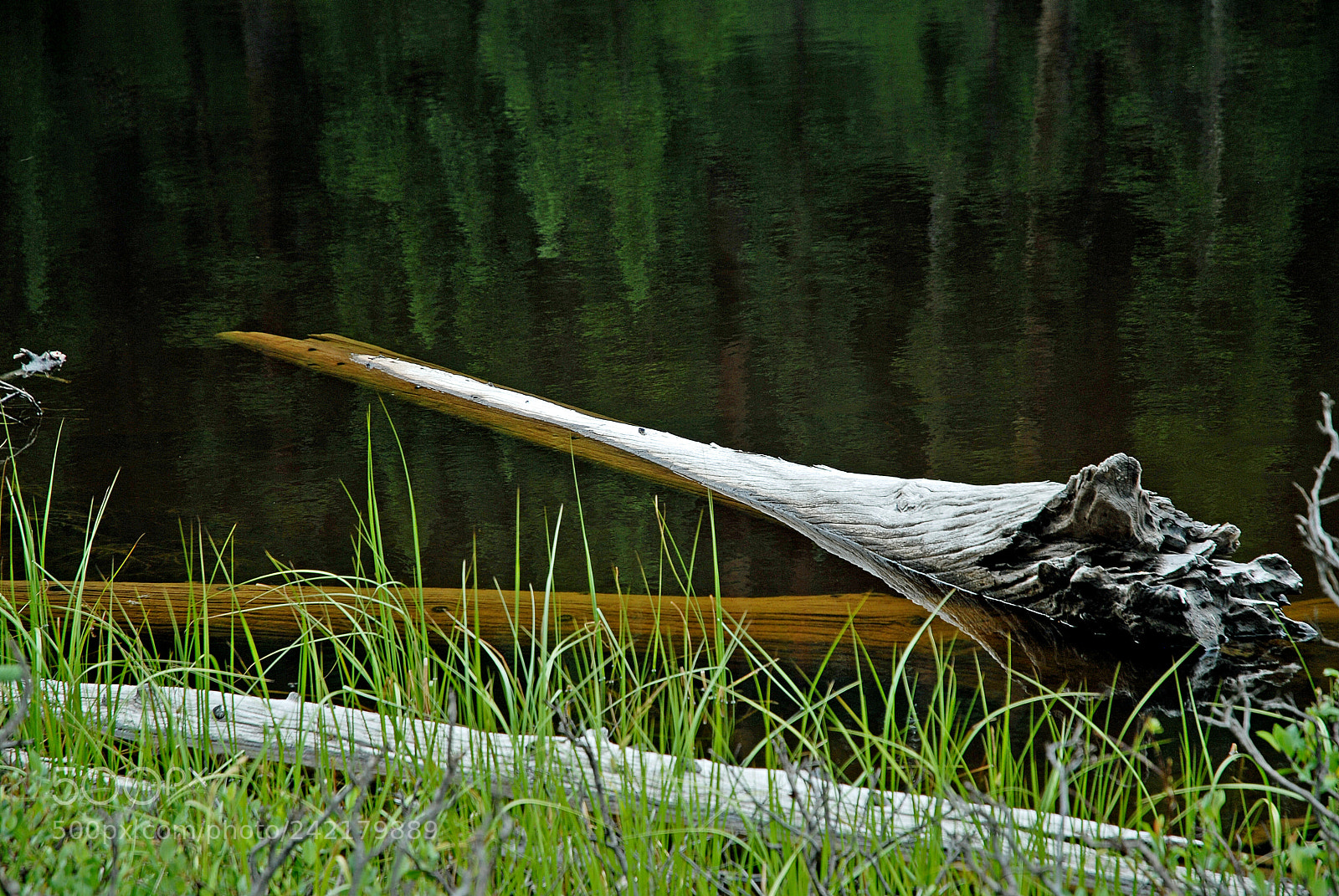 Nikon D200 sample photo. Deadwood and pine reflections photography