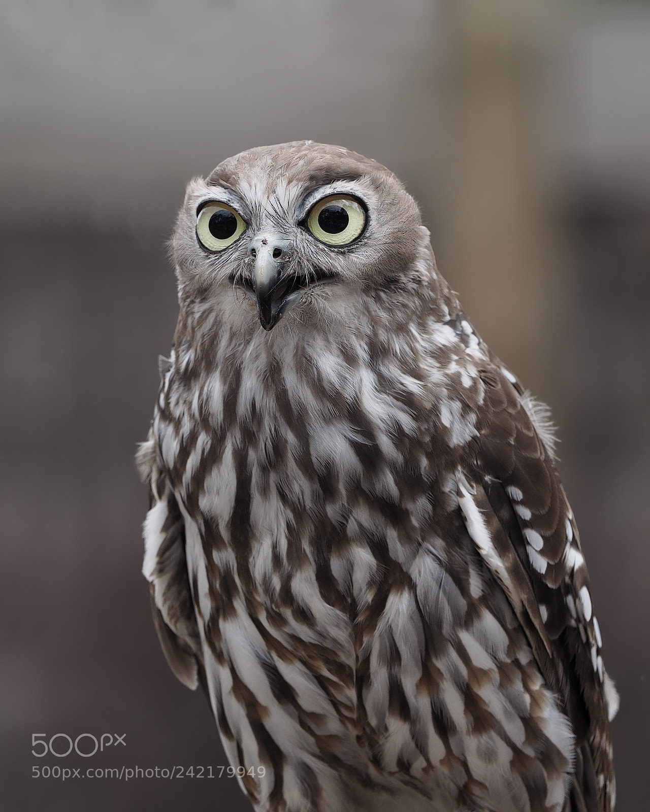 Olympus OM-D E-M1 sample photo. Barking owl photography