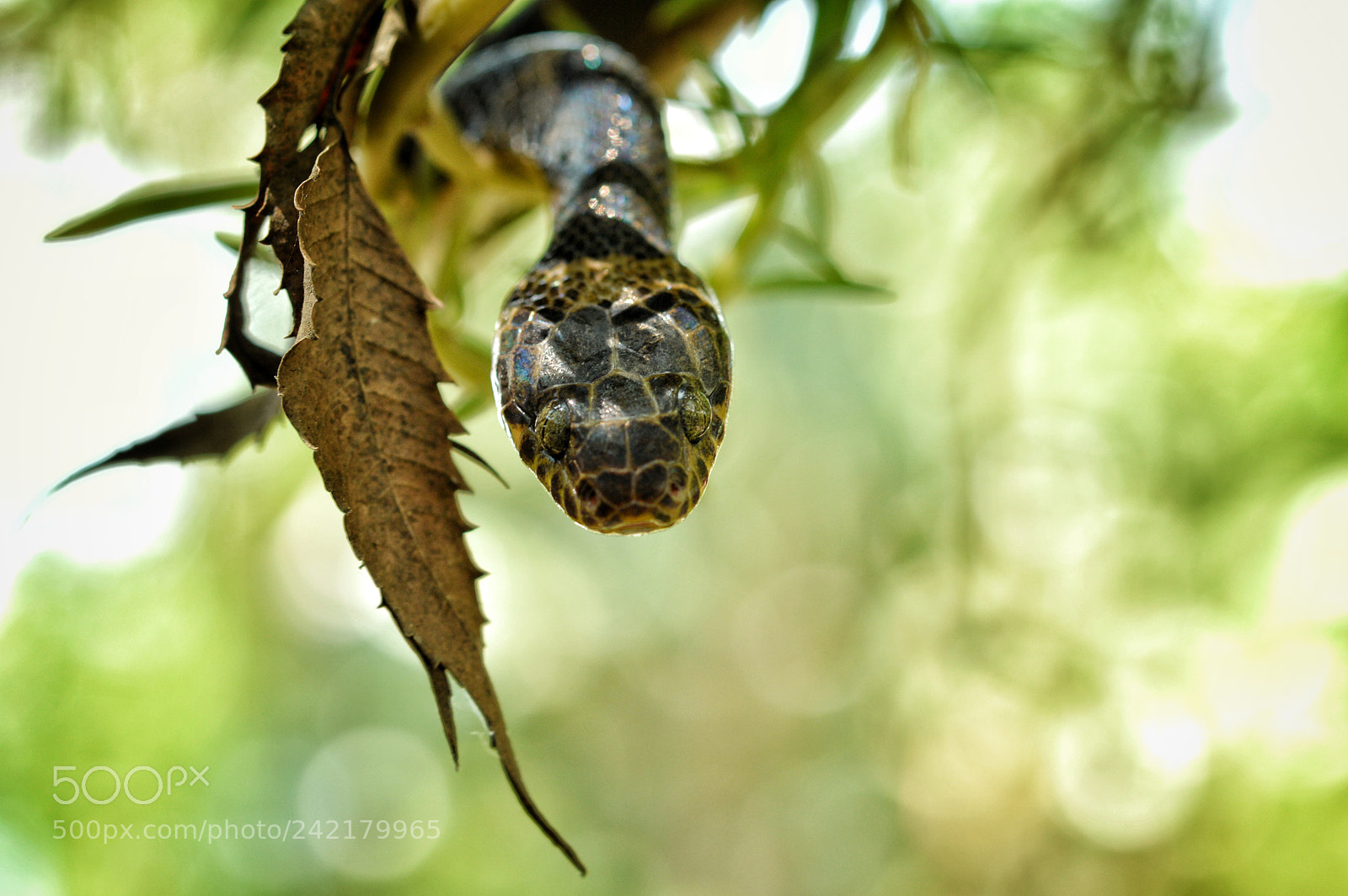 Nikon D3200 sample photo. Serpiente escombrera del suroeste photography