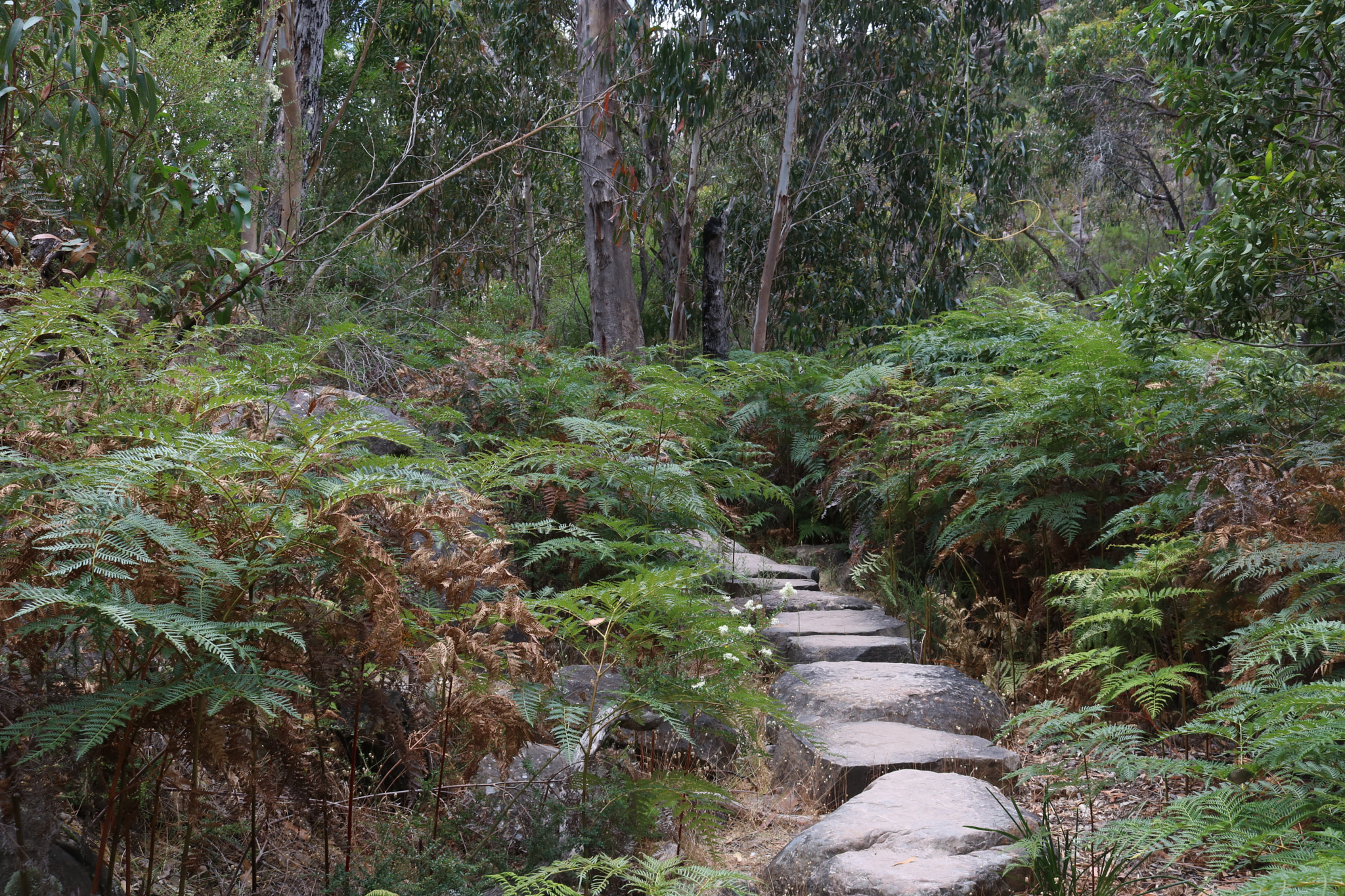 Canon EOS 760D (EOS Rebel T6s / EOS 8000D) sample photo. Wonderland walk halls gap photography