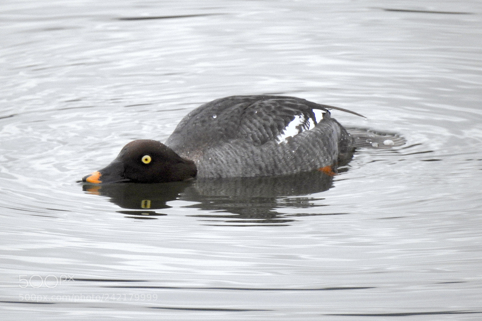 Nikon Coolpix P900 sample photo. Common golden-eye photography