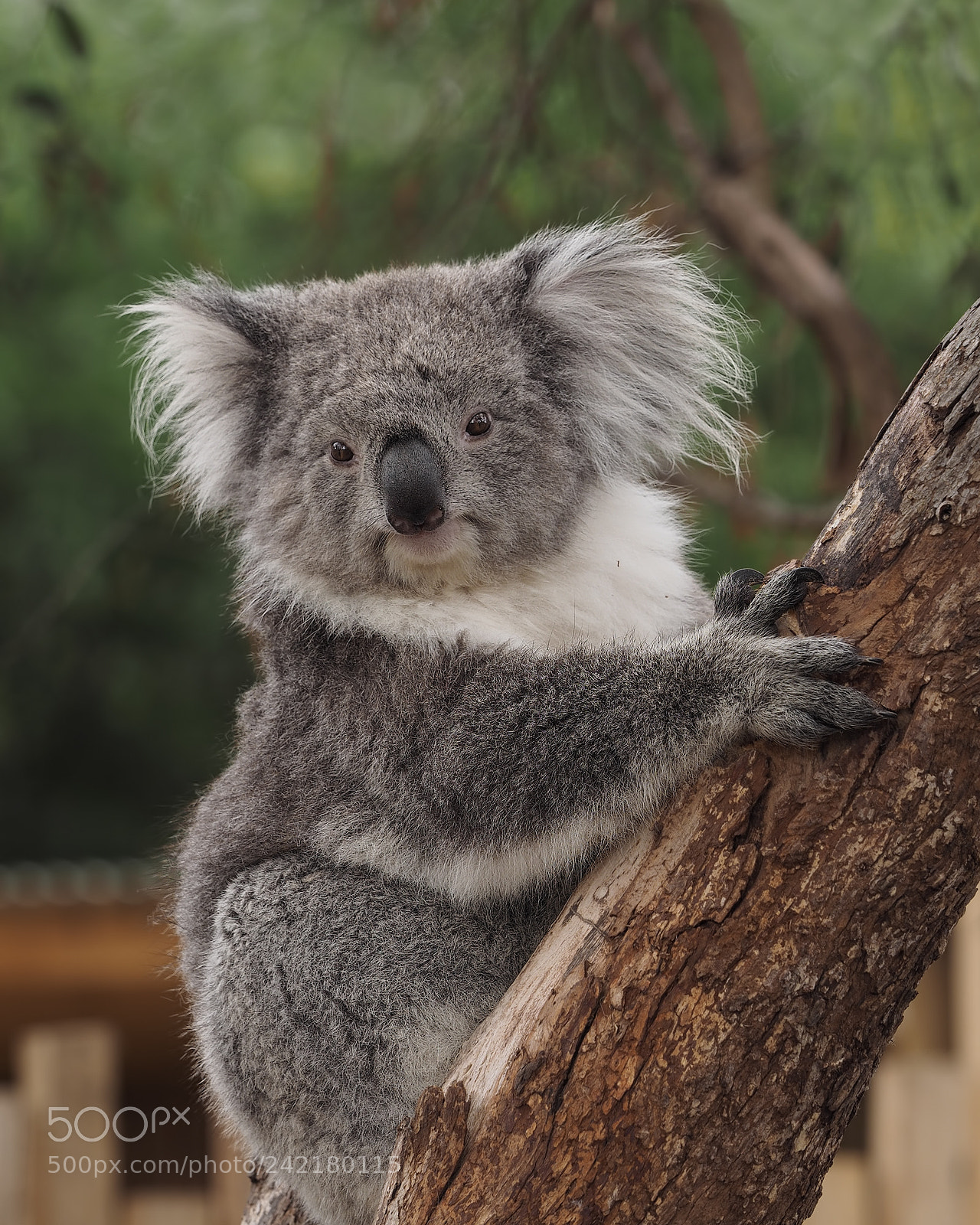 Olympus OM-D E-M1 sample photo. Koala photography