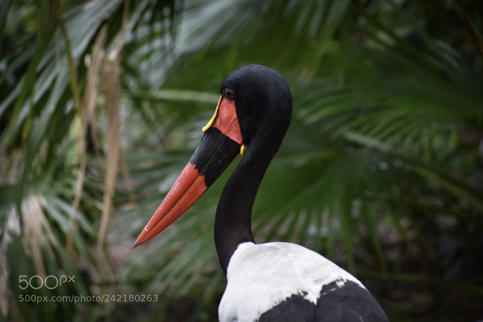 Nikon D5600 sample photo. Saddle-billed stork photography