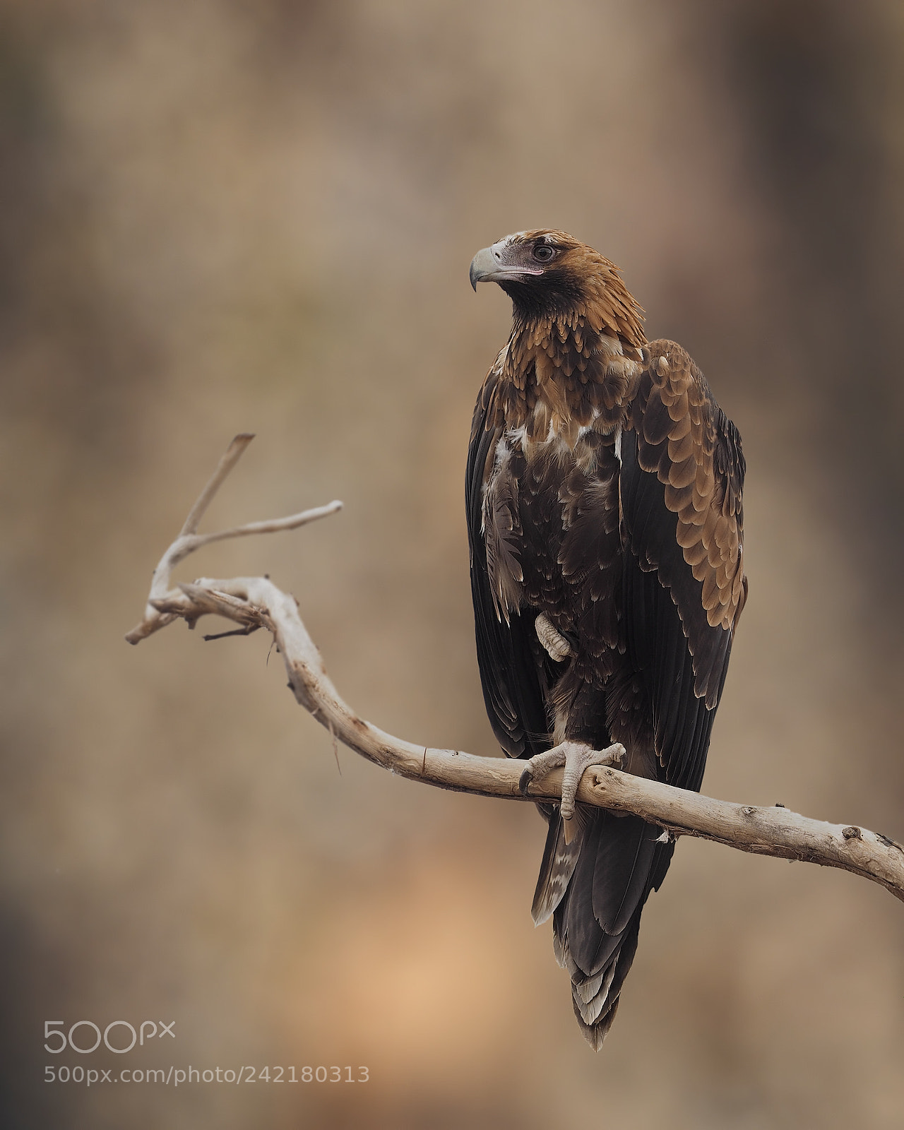 Olympus OM-D E-M1 sample photo. Wedge tailed eagle photography