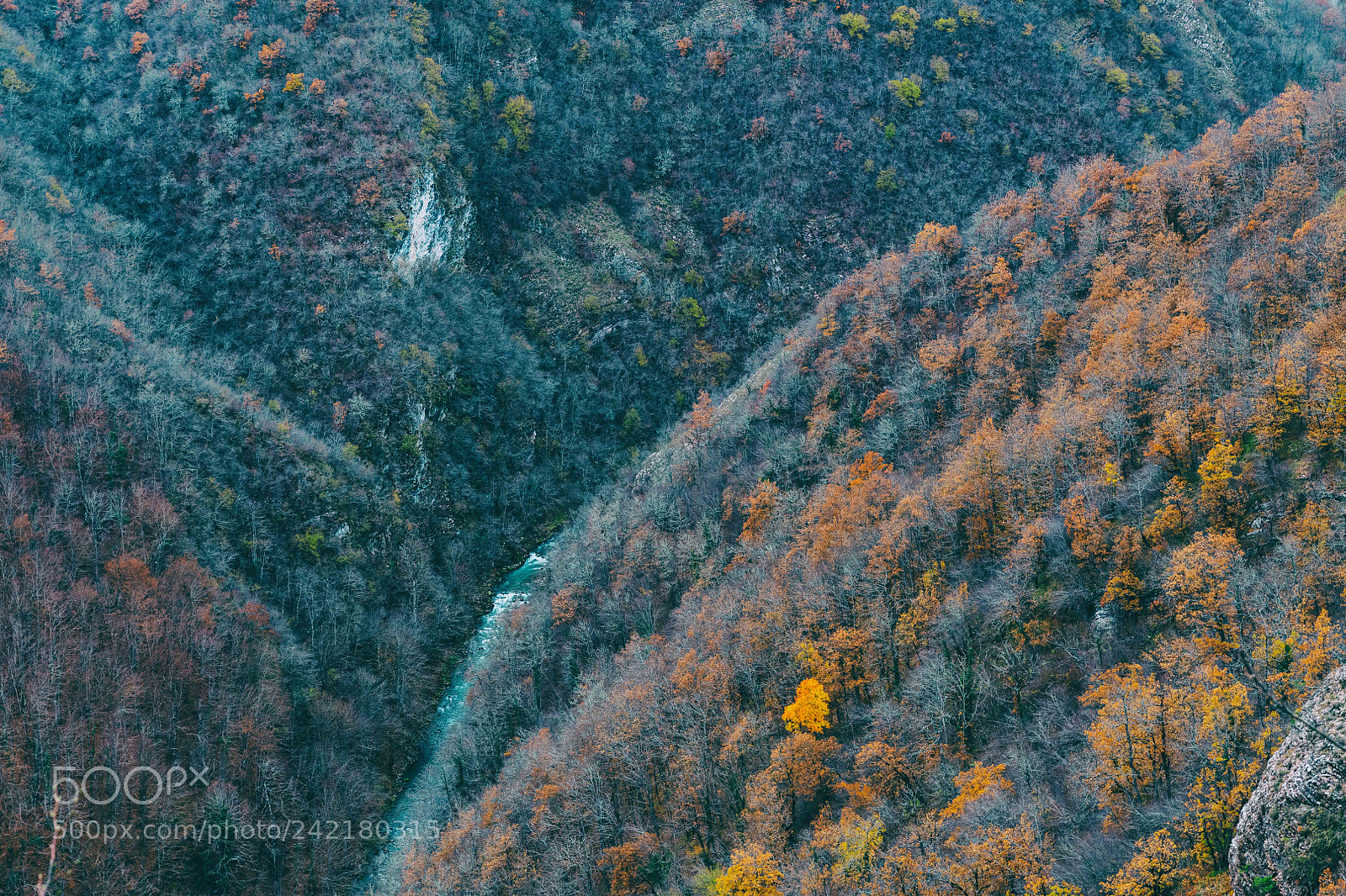 Nikon D850 sample photo. Regrouping of orange infiltrators photography