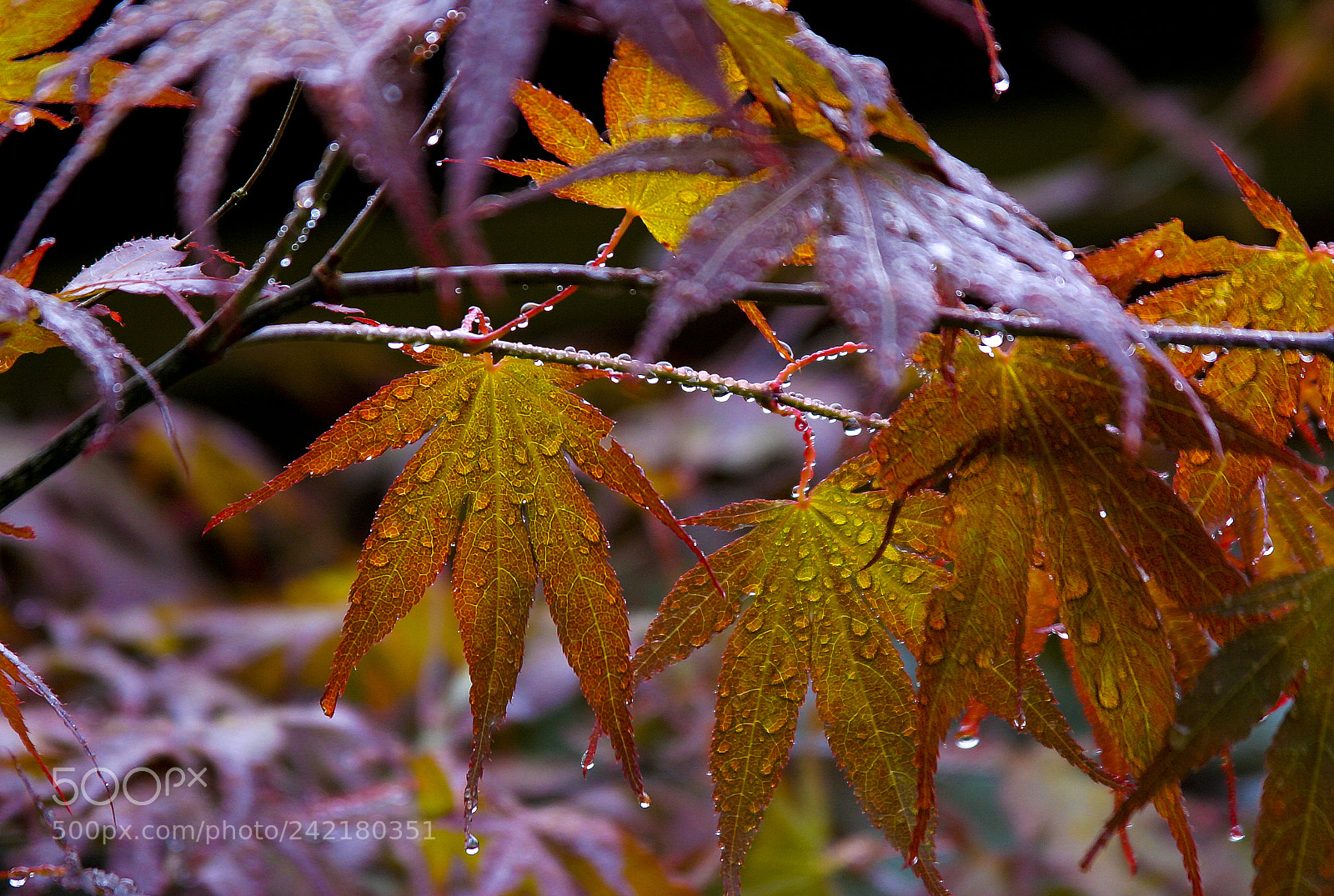 Canon EOS 10D sample photo. Fall colors photography