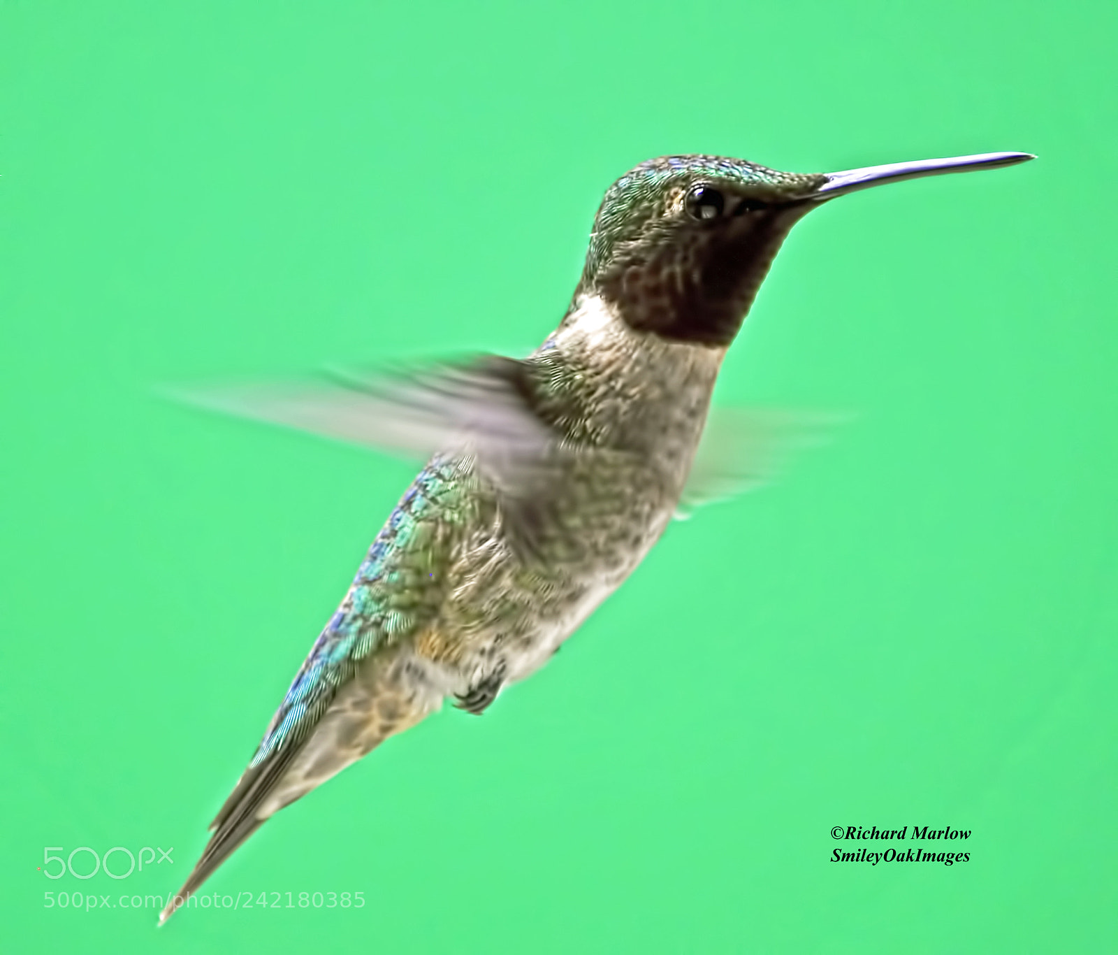 Nikon D5000 sample photo. Hummingbird photography