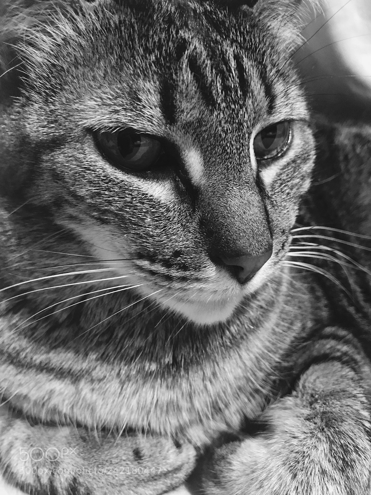 Apple iPhone 7 sample photo. Untitled photography