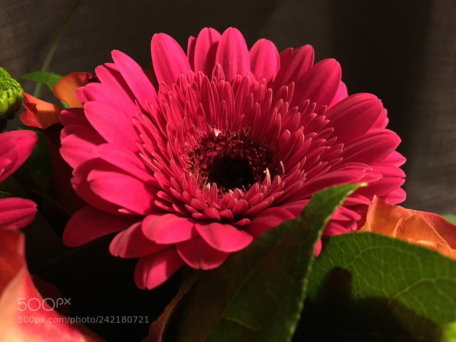 Apple iPhone 6s sample photo. Birthday gerberas photography