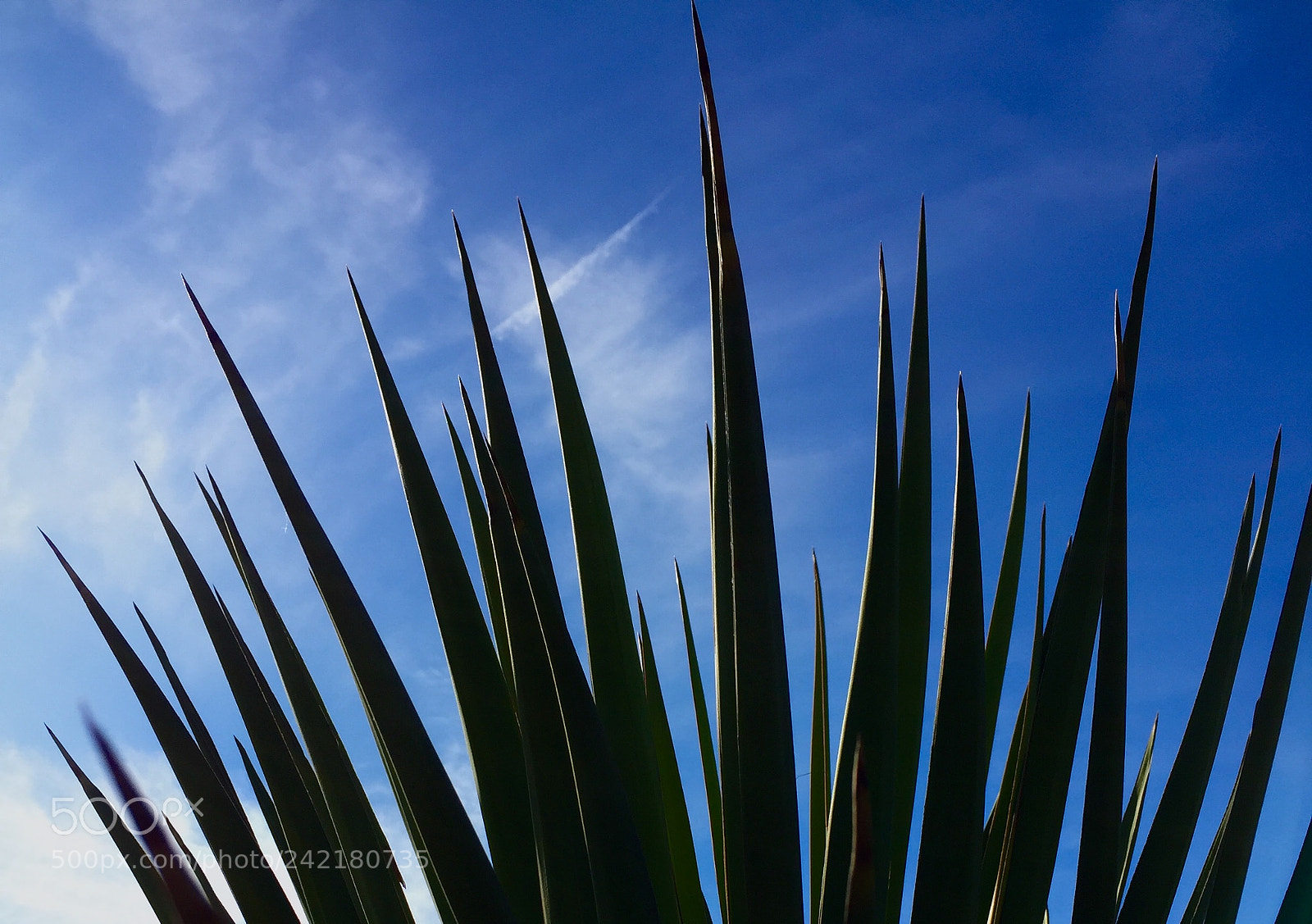 Apple iPhone 6 sample photo. Against the azure sky ~ photography