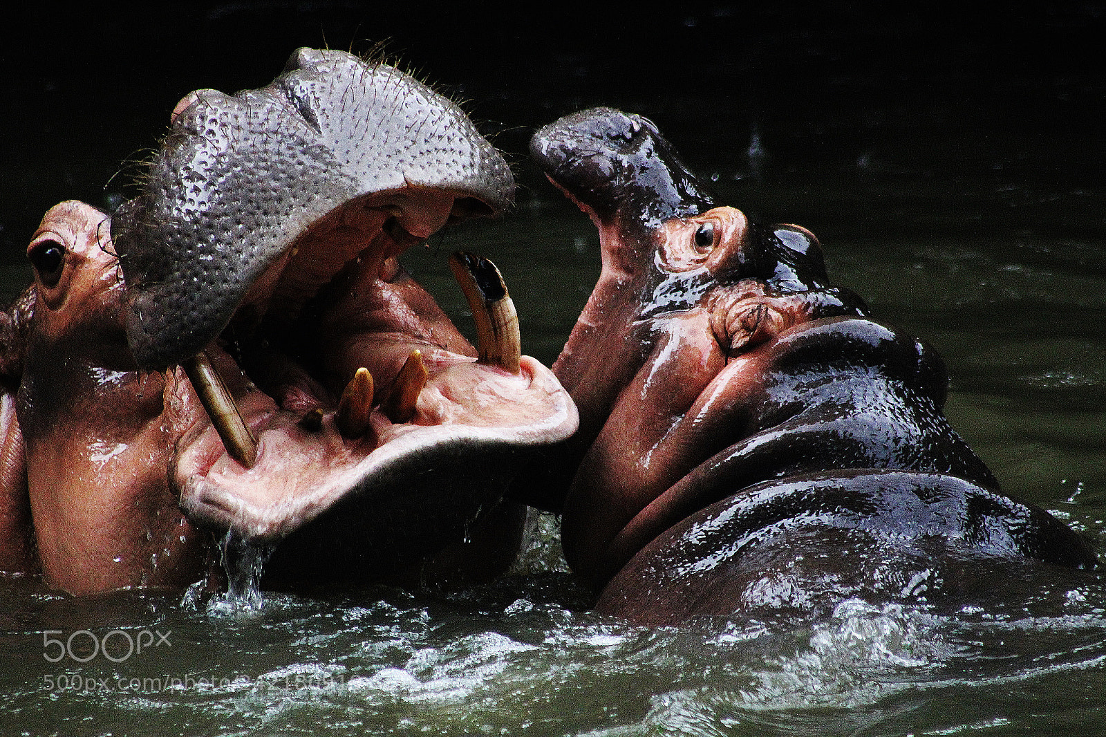 Canon EOS 60D sample photo. Hippo photography
