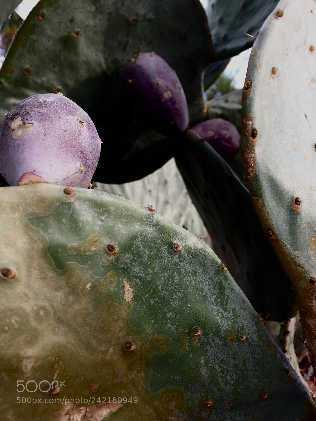 Apple iPhone 6 sample photo. Prickly pear fruit ~ photography