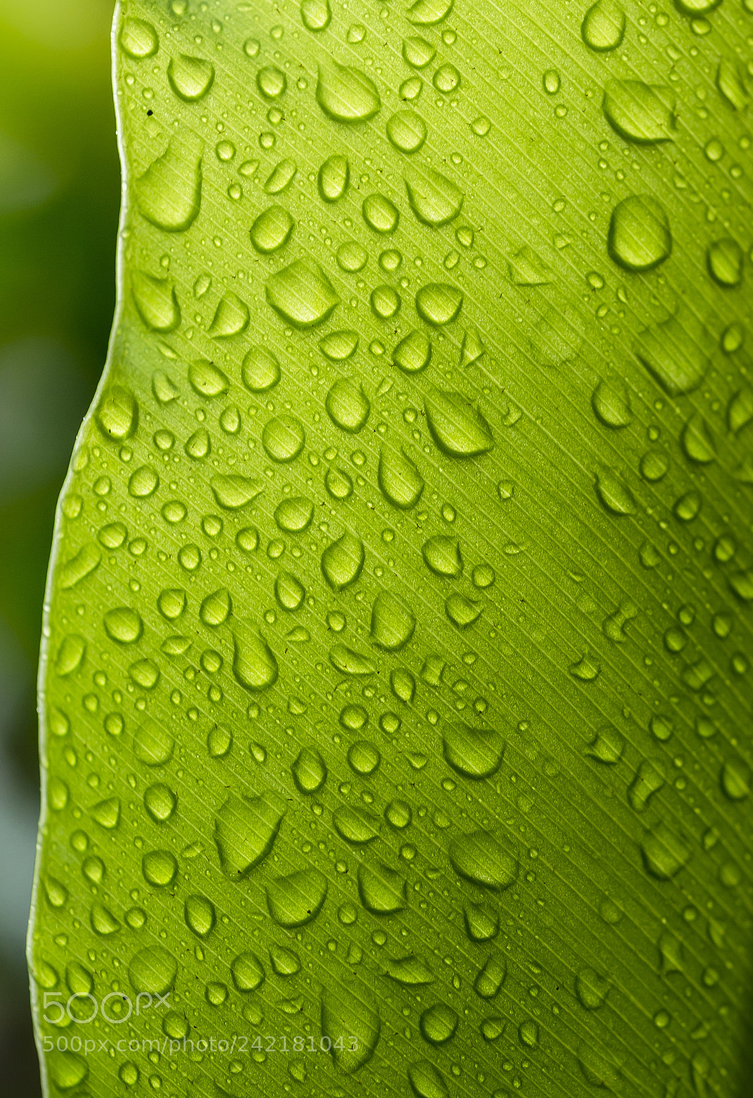 Nikon D600 sample photo. Ray of life photography
