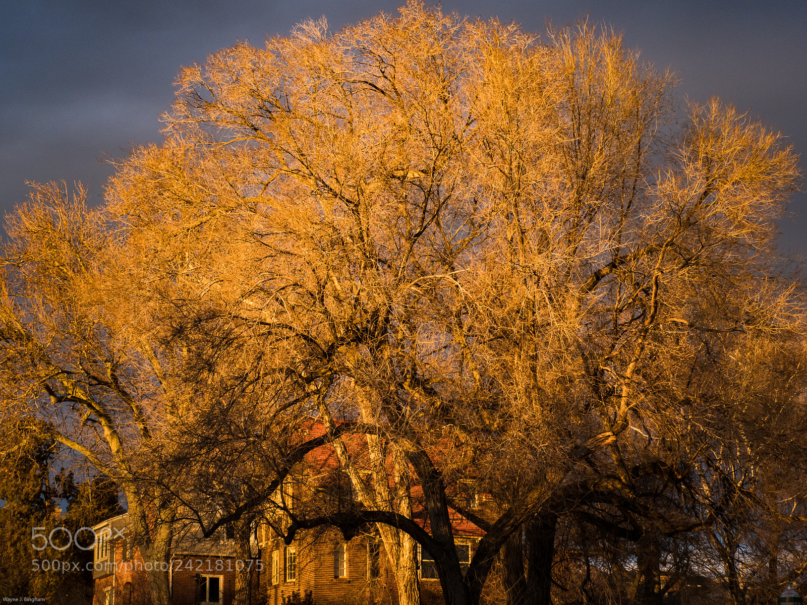 Olympus OM-D E-M1 Mark II sample photo. Evening light photography