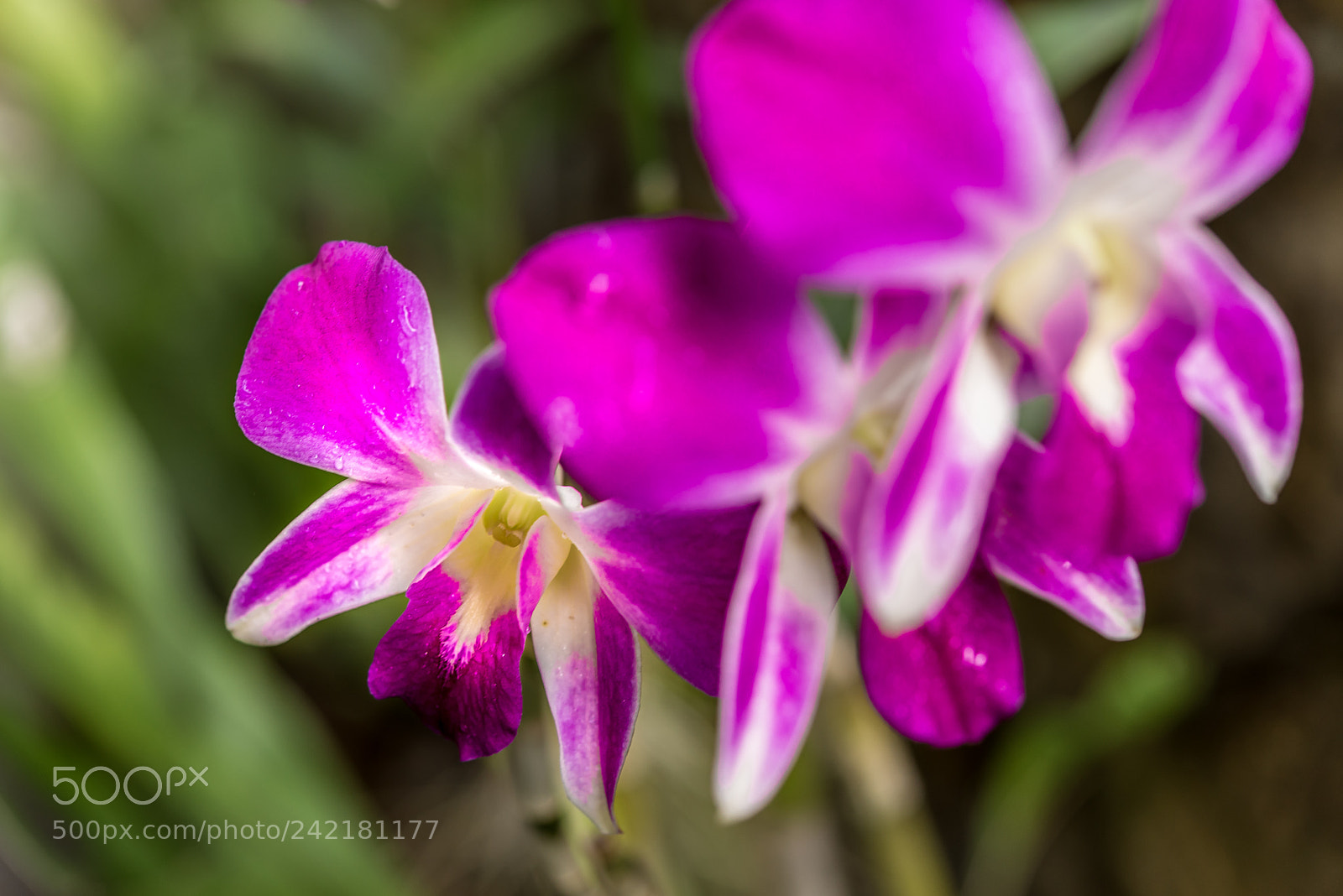 Nikon D600 sample photo. Purple orchid photography