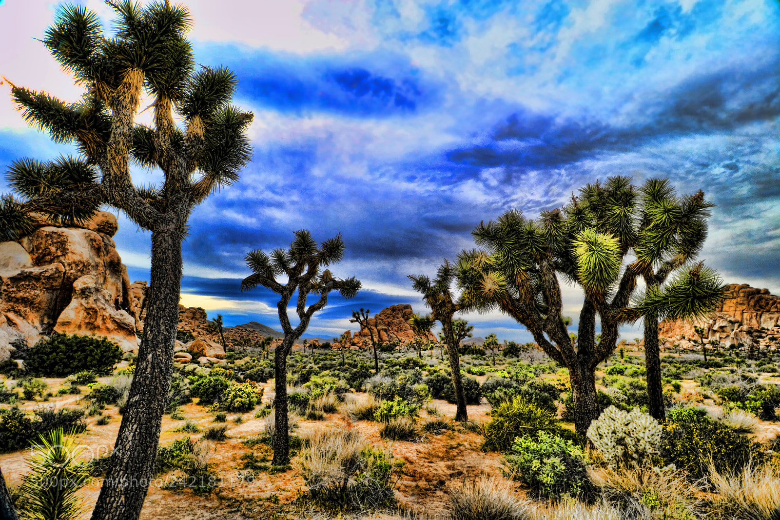 Canon EOS 760D (EOS Rebel T6s / EOS 8000D) sample photo. Joshua tree ca photography