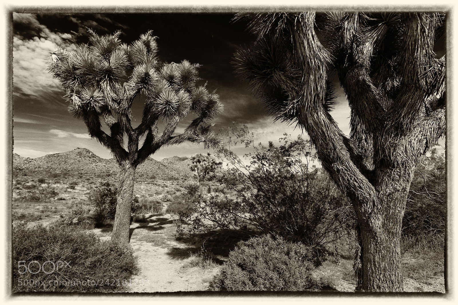Canon EOS 760D (EOS Rebel T6s / EOS 8000D) sample photo. Joshua tree ca photography