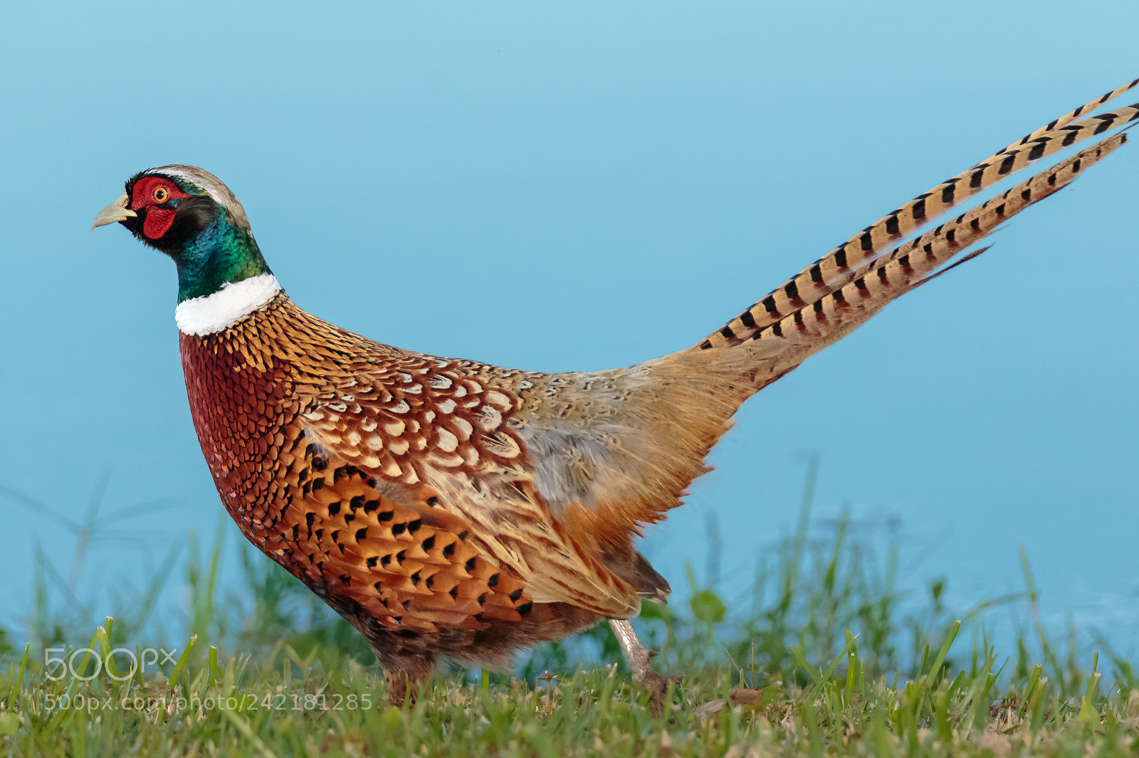 Canon EOS 7D Mark II sample photo. Unexpected visitor photography