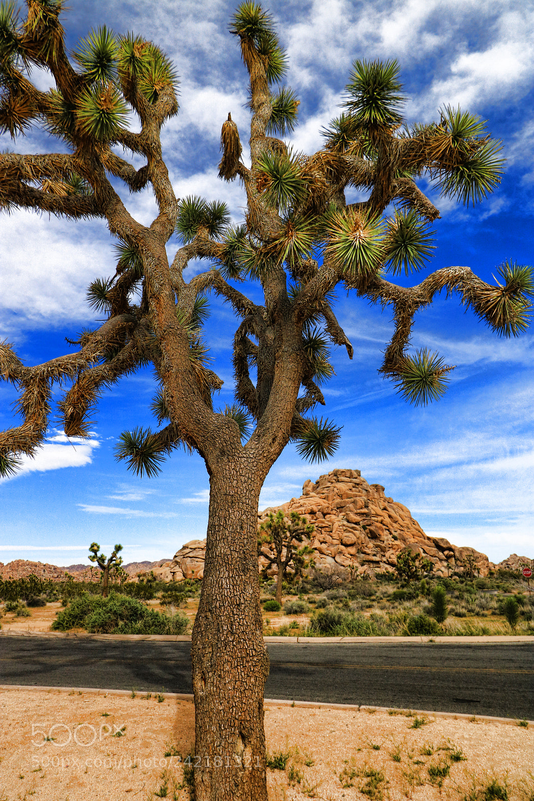 Canon EOS 760D (EOS Rebel T6s / EOS 8000D) sample photo. Joshua tree ca photography