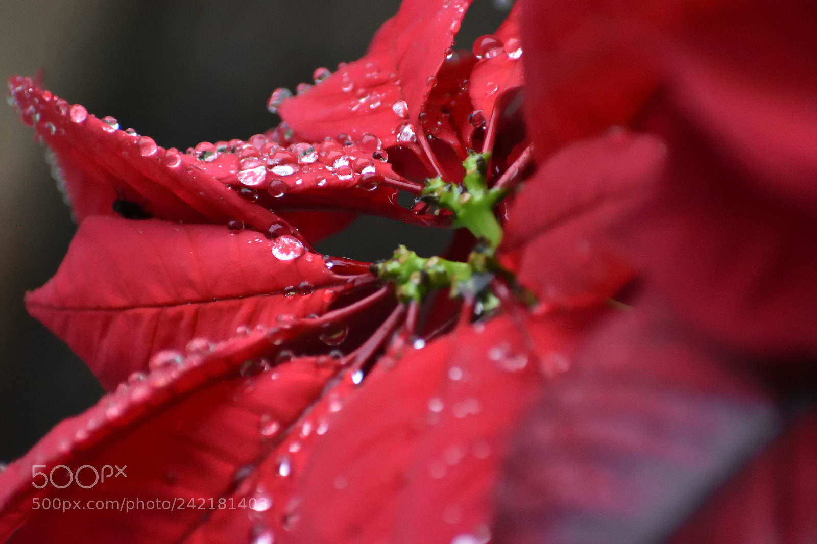 Nikon D7200 sample photo. Ephemeral diamonds photography