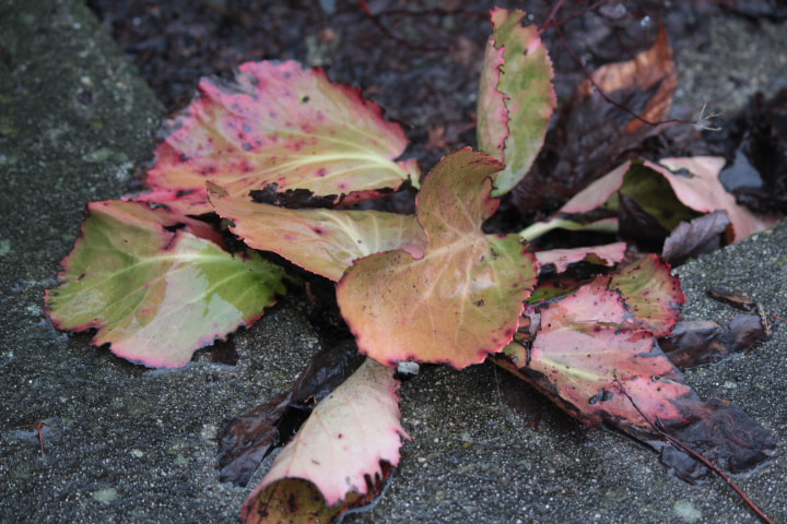 Canon EF-S 55-250mm F4-5.6 IS II sample photo. Beauty photography