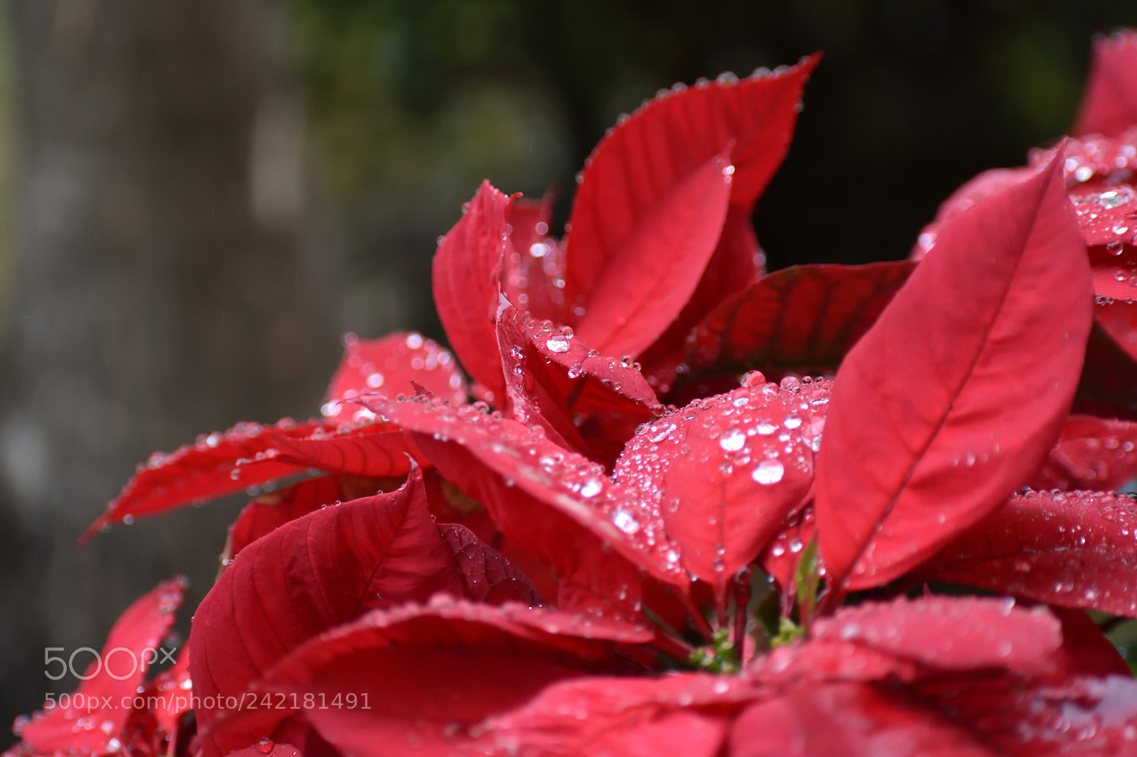 Nikon D7200 sample photo. Ephemeral diamonds photography