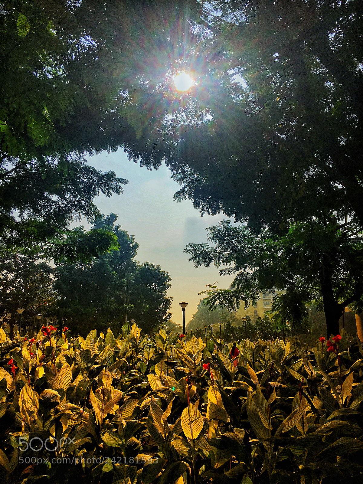 Apple iPhone 6s sample photo. Photosynthesis in progress photography