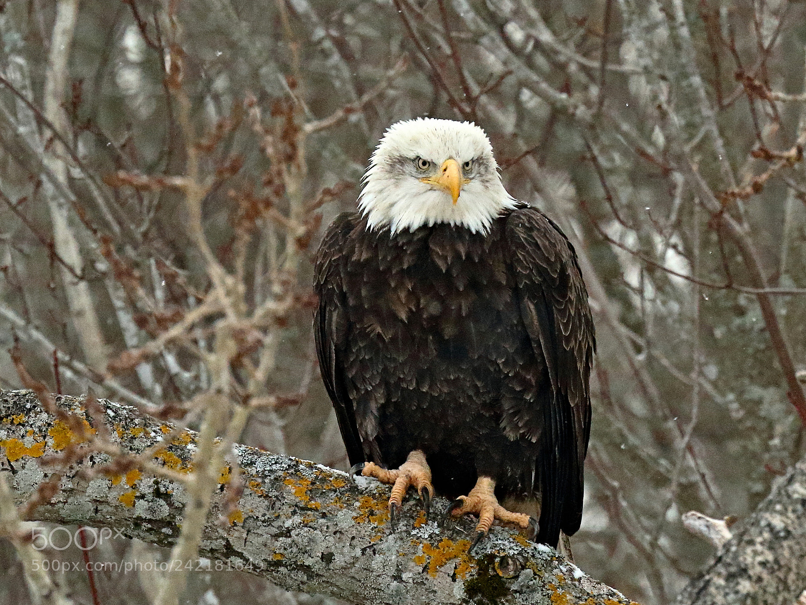 Canon EOS 7D Mark II sample photo. Eagle on pearch photography