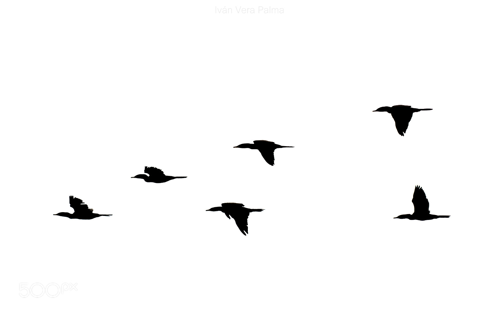 Nikon D500 sample photo. Cormoranes photography