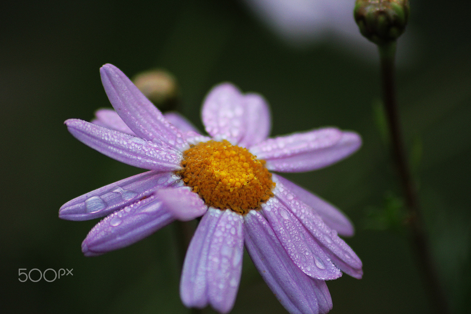 Canon EOS 60D sample photo. Purple daisy photography