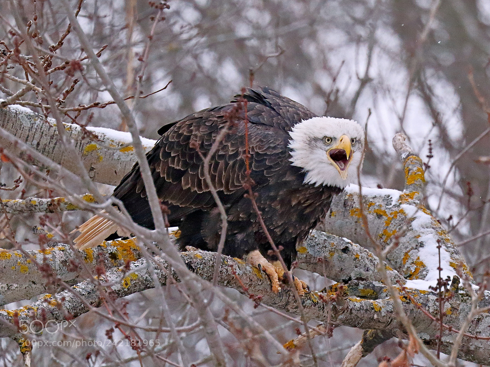 Canon EOS 7D Mark II sample photo. Screaming eagle on pearch photography