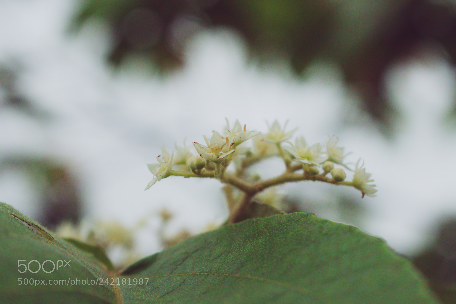 Nikon D3400 sample photo. Spring soon photography