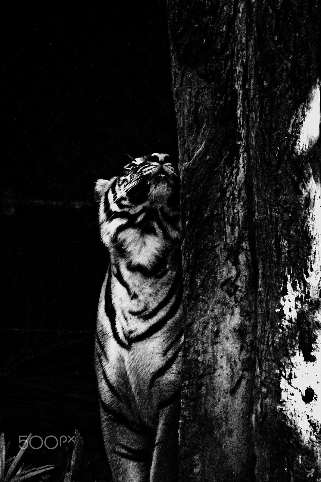 Canon EOS 60D sample photo. Tiger photography