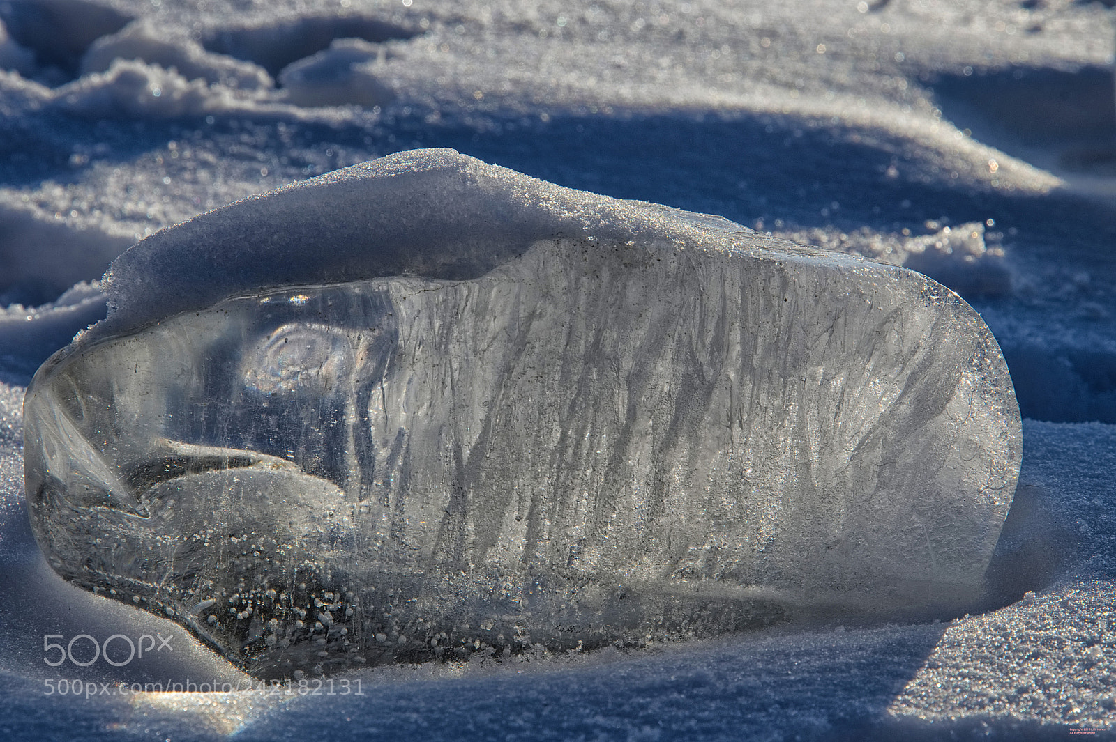 Nikon D500 sample photo. Ice fish photography