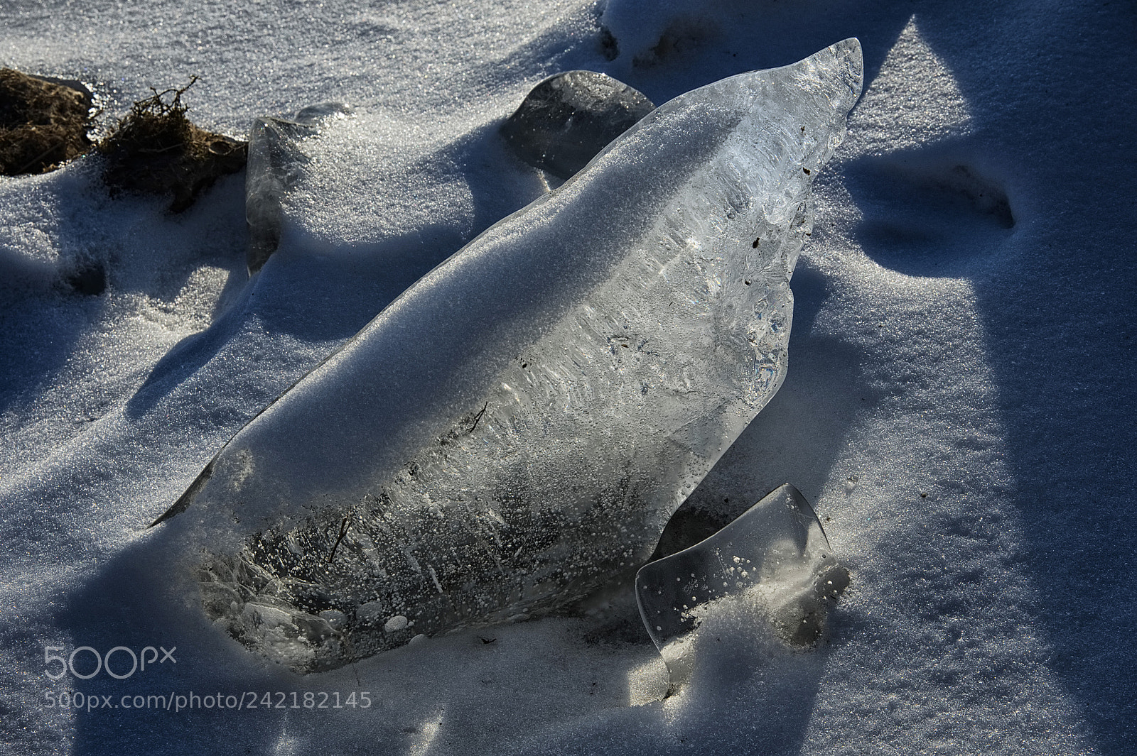 Nikon D500 sample photo. Ice seal photography