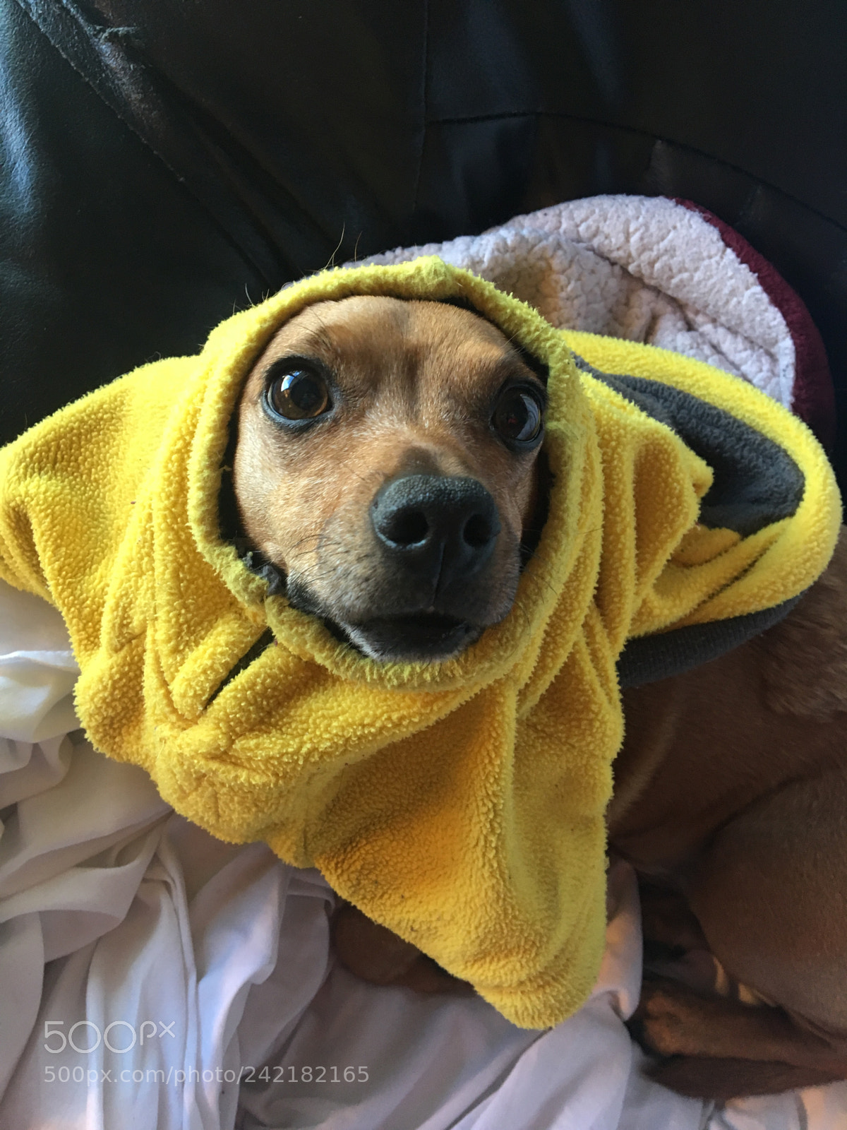 Apple iPhone 6s sample photo. Le dog photography