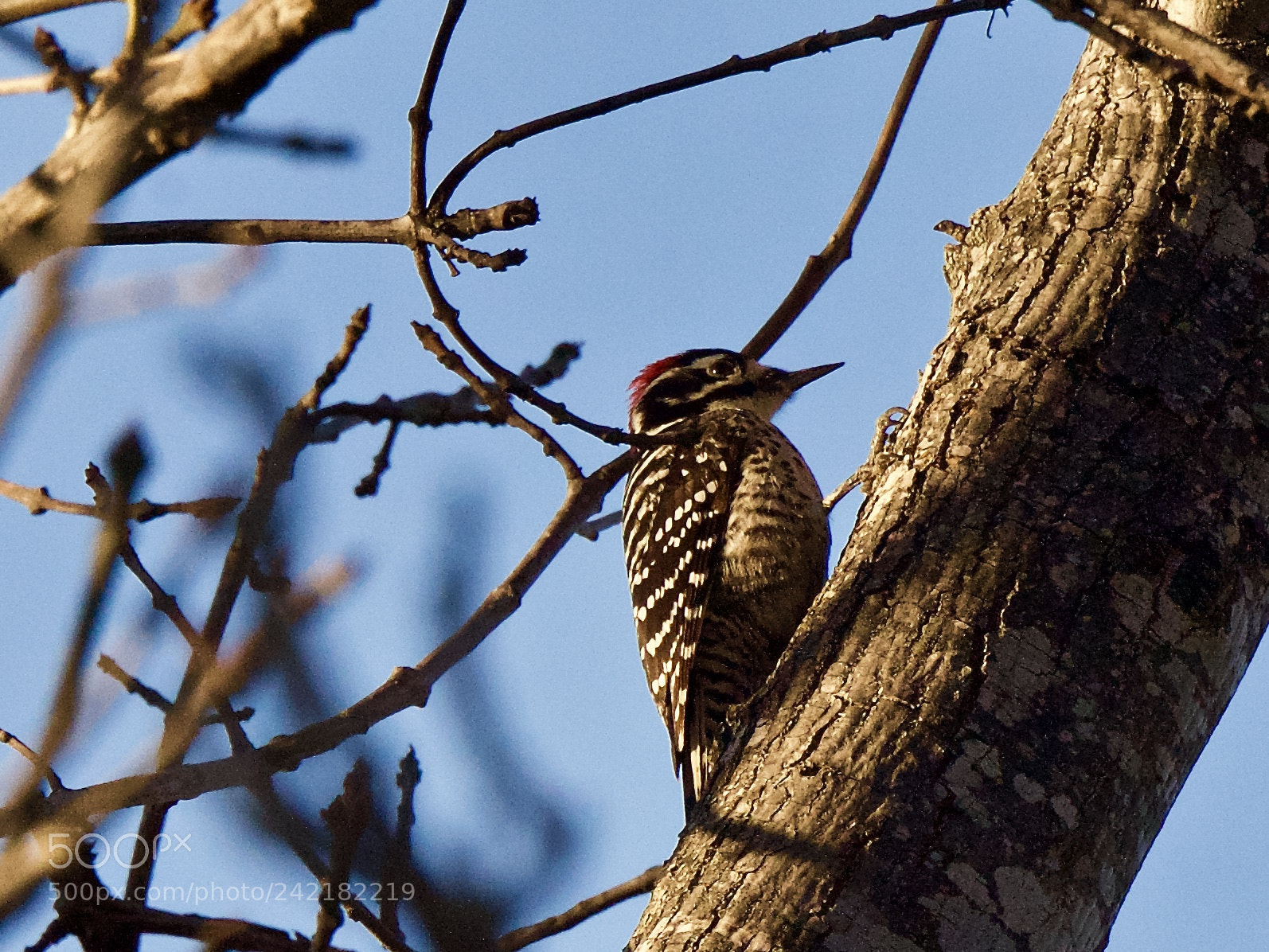 Nikon D810 sample photo. Ladder-backed woodpecker photography