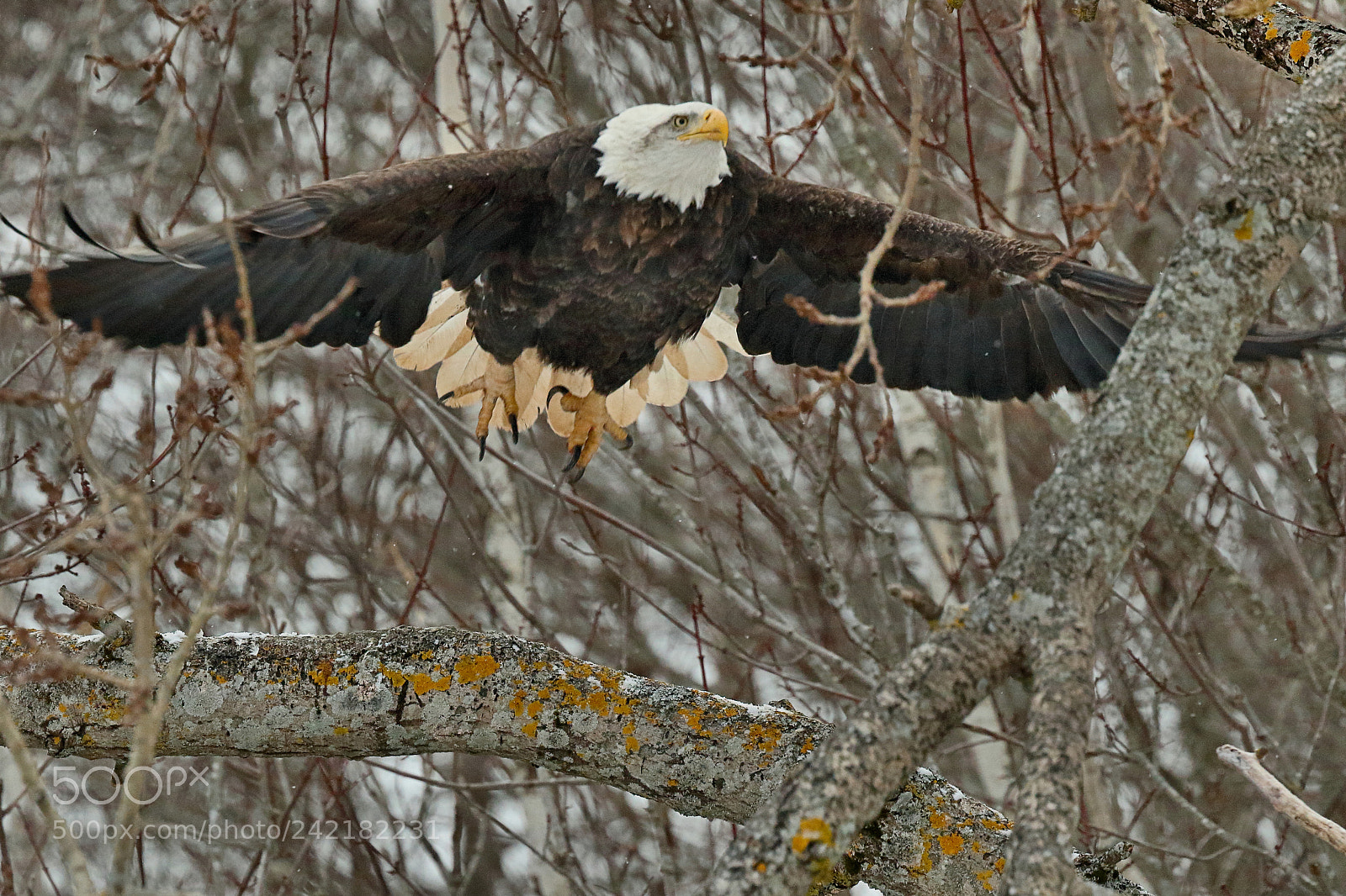 Canon EOS 7D Mark II sample photo. Eagle liftoff photography